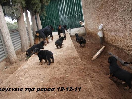 ΑΝΑΓΓΕΛΙΑΣ γεννας απο αριστους γονεις στο καματερο....