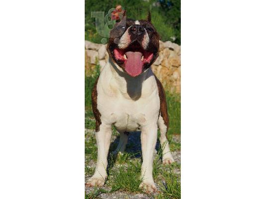 American Staffordshire Terrier