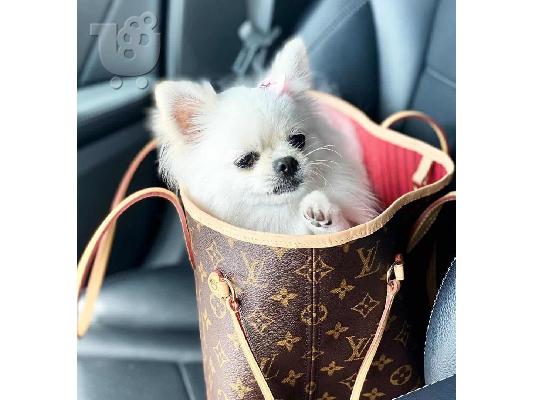 Κουτάβια Bull Pomeranian για Υιοθεσία Έτοιμα