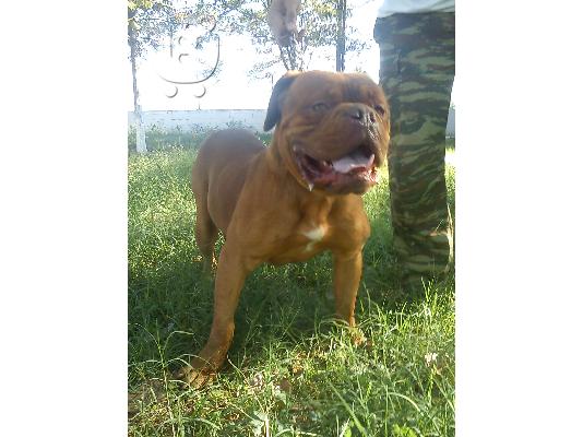 Dogue de bordeaux