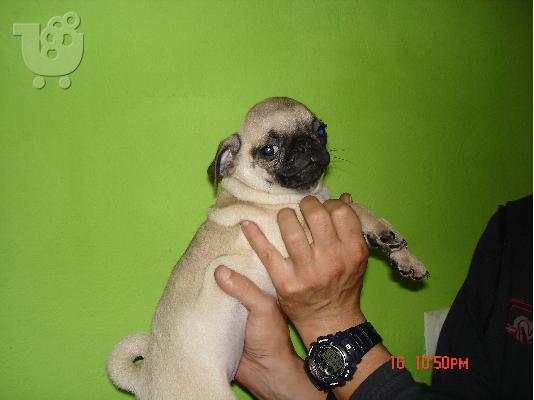 PUG Παγκ