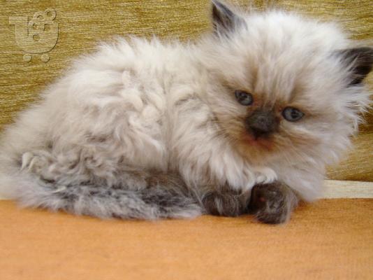 PoulaTo: himalayians babies Περσική (Persian)