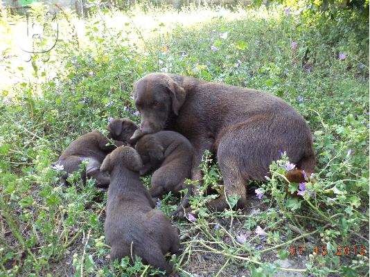 labrador