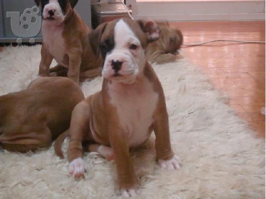 boxer