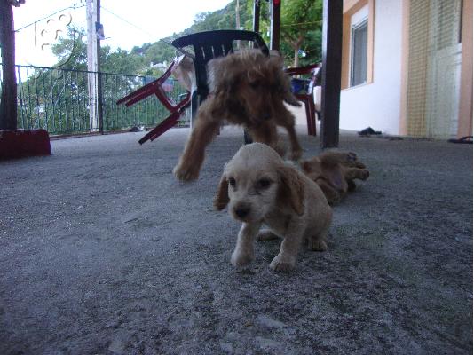 koker spaniel