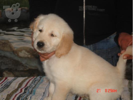 golden retriever