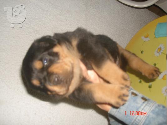 rottweiler