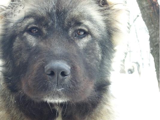 Kennel "Duchman" sale male Caucasian Shepherd