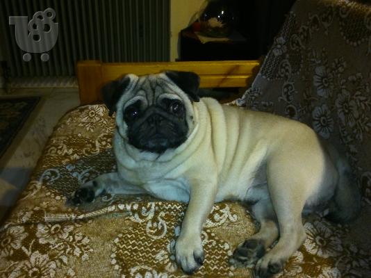 PoulaTo: pug mops