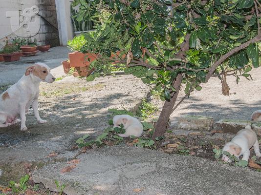 Τζακ Ρασσελ κουταβια 2 αρσενικα 1 θυλυκο