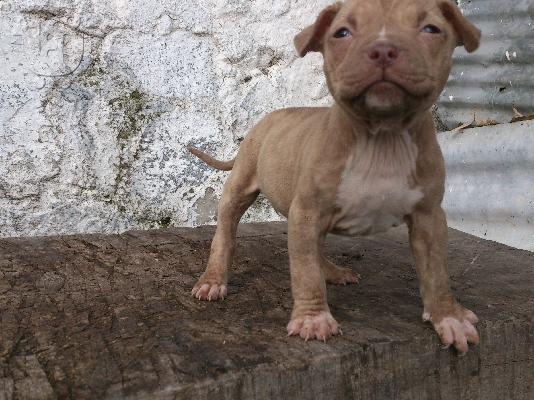 polounte american pit bull terrier. 2 thulika