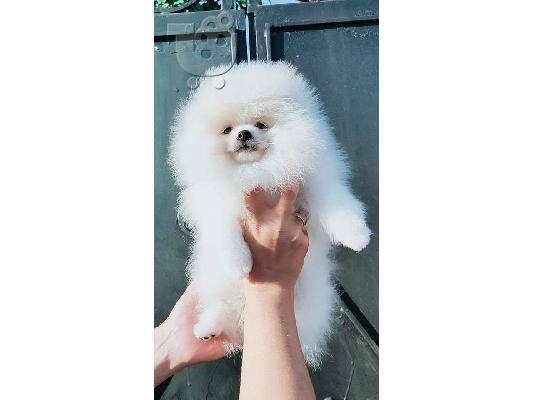 PoulaTo: Προσφορά χαριτωμένων κουταβιών Pomeranian