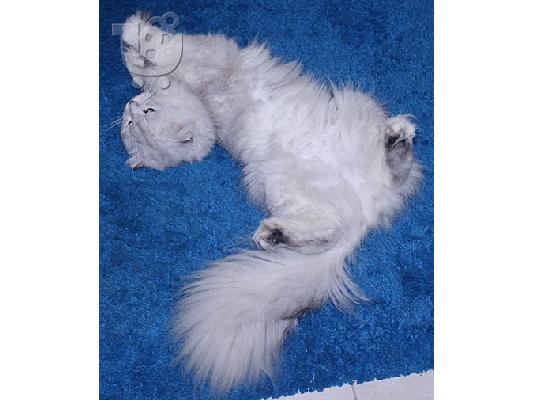 Πολύ σπάνιο αρσενικό Scottish Fold