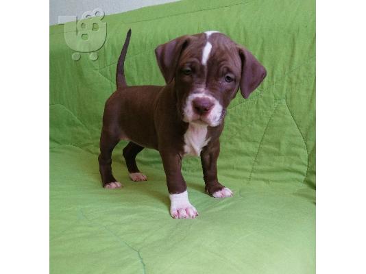 pit bull puppies