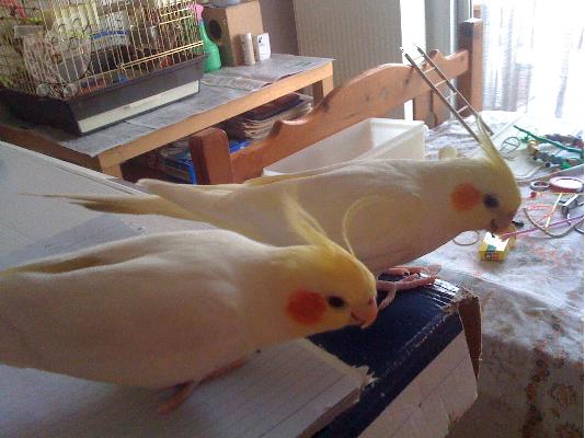 Πωλειται cockatiel lutino