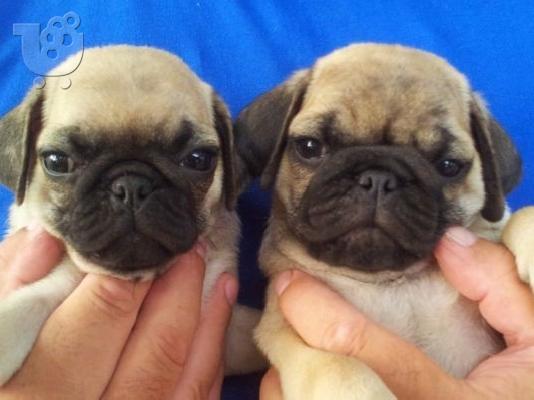 PoulaTo: MOPS
