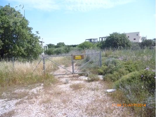 κτήμα 4100 τ.μ με 50 ελαιόδεντρα στην Ρόδο