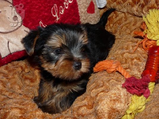 PoulaTo: YORKSHIRE TERRIER 1 ΘΗΛΥΚΟ και 1 ΑΡΣΕΝΙΚΟ