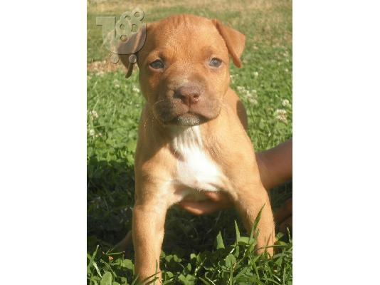 PoulaTo: Pitbull Red Nose