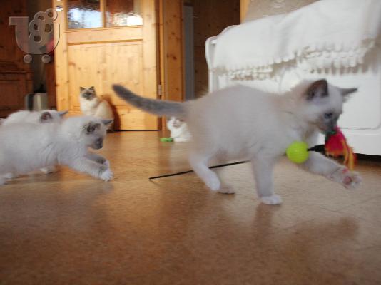 Ragdoll γατάκια: Εξαιρετικά λευκό και τριχωτό.