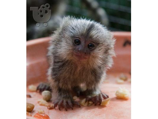 PoulaTo: Jovial πιθήκου marmoset πιθήκους