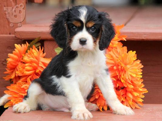 PoulaTo: Διατίθενται κουτάβια Cavalier King Charles Spaniel