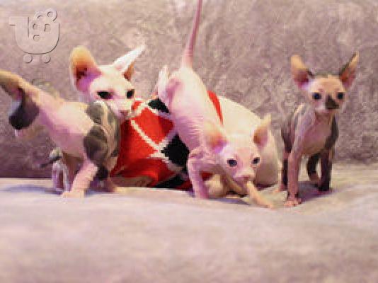 PoulaTo: Sphynx Kittens Τώρα έτοιμα.