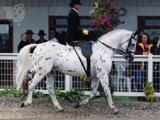 Appaloosa Horses for Adoption
