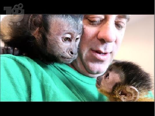 PoulaTo: Capuchin, marmoset και όλα τα εξωτικά κατοικίδια προς υιοθεσία και πώληση