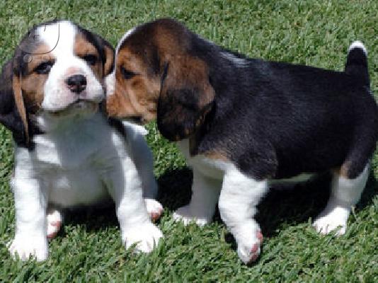 κουτάβια beagle