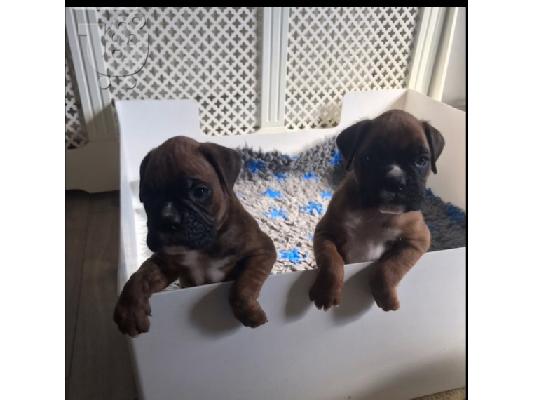 PoulaTo: amazing boxer puppies for sale 