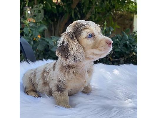 PoulaTo: Αξιολάτρευτα κουτάβια Dachshund