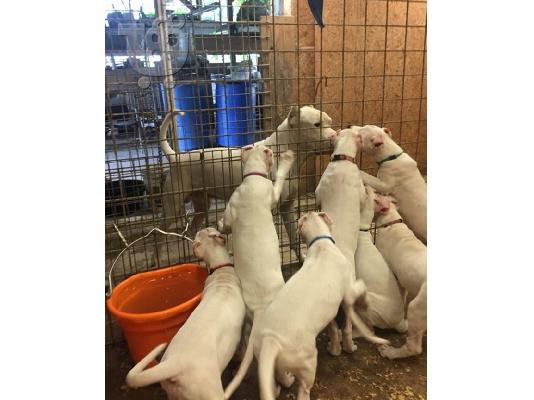 PoulaTo: Potty Trained Dogo Argentino κουτάβια