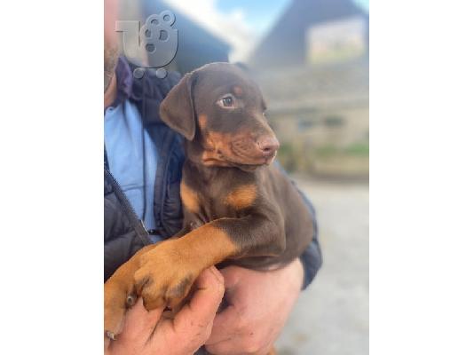 Εκπληκτικά κουτάβια Dobermann