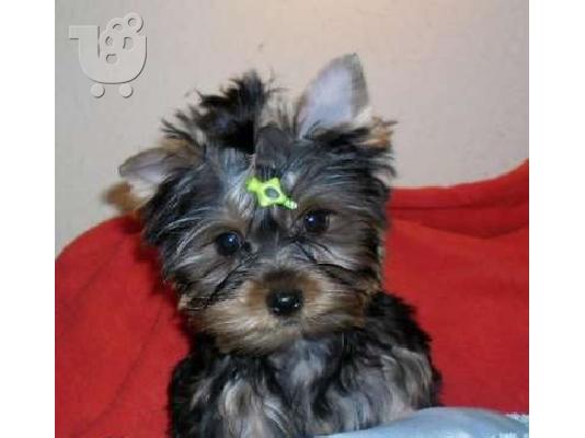 PoulaTo: YORKSHIRE TERRIER