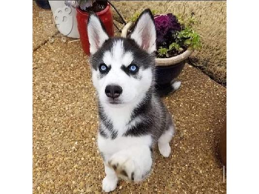 PoulaTo: Σιβηρικό χάσκι / siberian husky