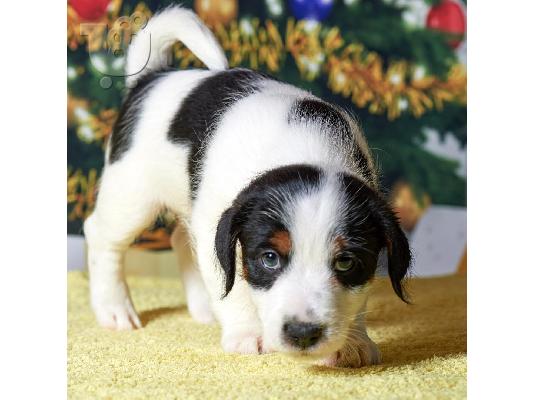 PoulaTo: Λατρευτά κουτάβια του Jack Russell