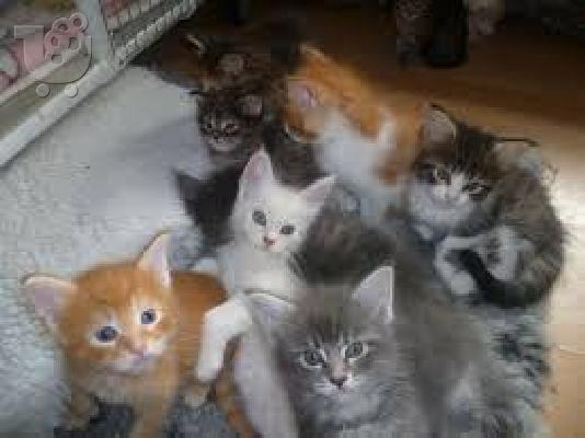 Maine Coon γατάκια για υιοθεσία