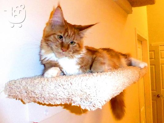 Maine Coon γατάκια για υιοθεσία