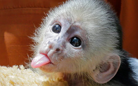  μωρό capuchin μωρό για 300 €