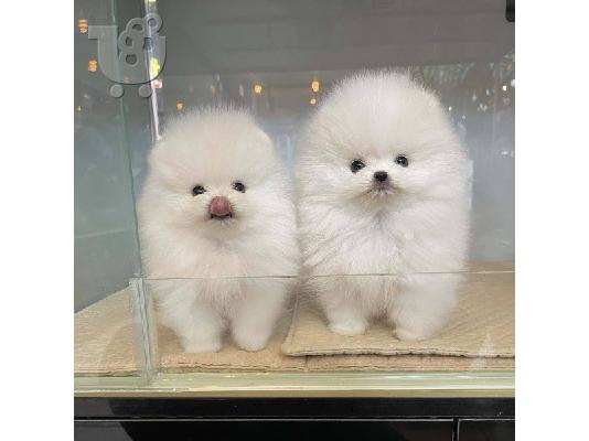 PoulaTo: πομεράνιαν μίνι- pomeranian Mini