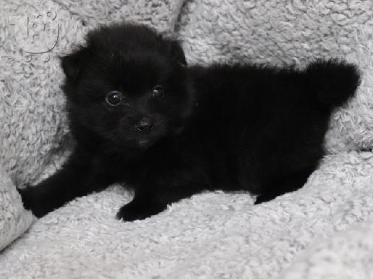 POMERANIAN