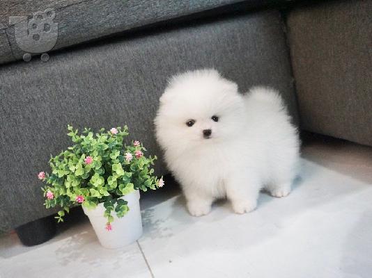PoulaTo: μινιατούρα pomeranian