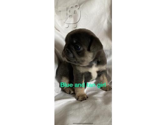 PoulaTo: Εγγεγραμμένο Pug Girl