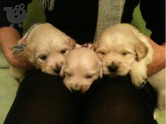 Golden Retriever καθαρόαιμα κουτάβια πωλούνται!