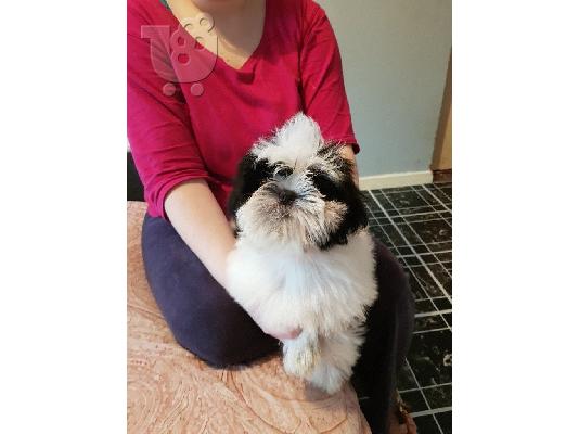 PoulaTo: Μια εκπληκτική, αυτοκρατορική, γυναίκα Shih Tzu!