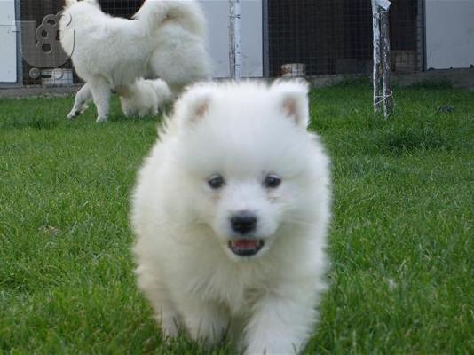 PoulaTo: SAMOYED