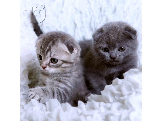 PoulaTo: Εκπληκτικό Scottish Fold Tica Kitten Ready