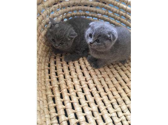 Εκπληκτική Scottish Fold Tica Kitten Ready