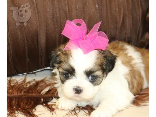 αγαπώντας Shih tzu έτοιμο για υιοθέτηση.